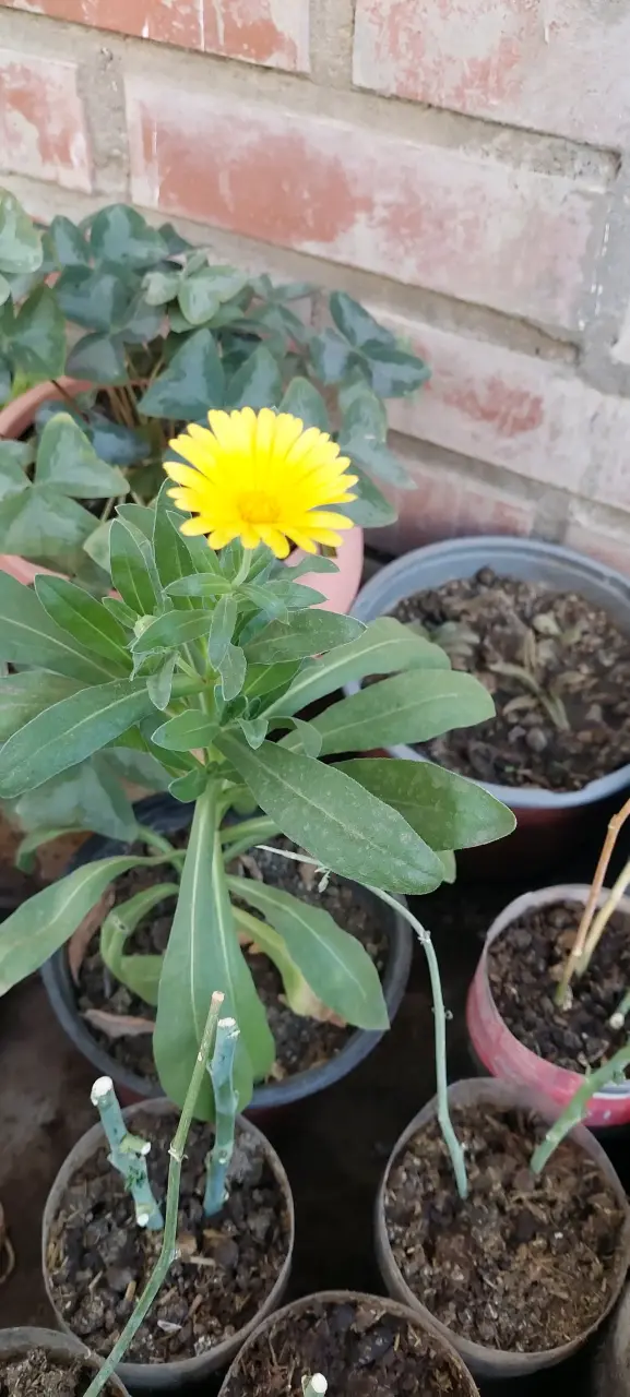 Planta de caléndula en maceta - 2
