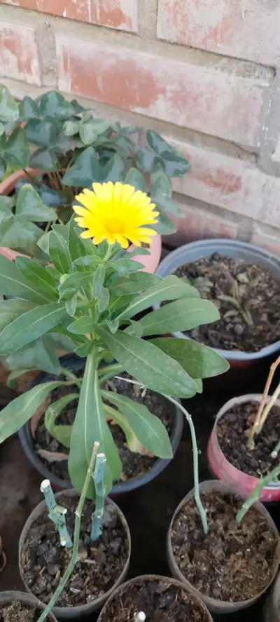 Planta de caléndula en maceta - miniatura 2