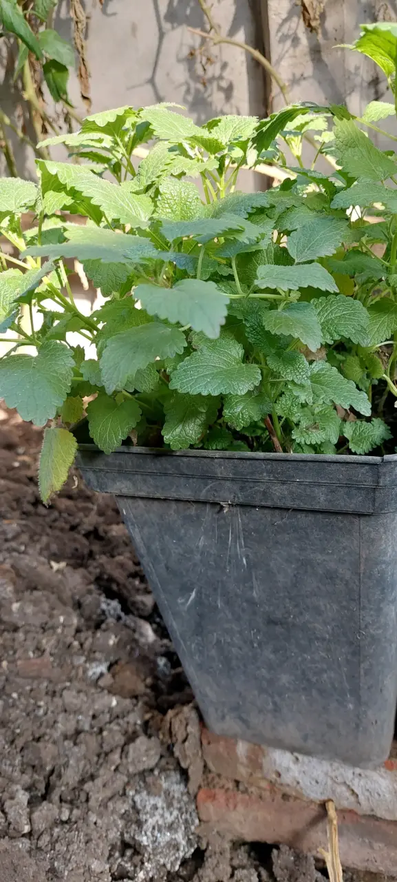 Planta de menta melisa en maceta negra - 1