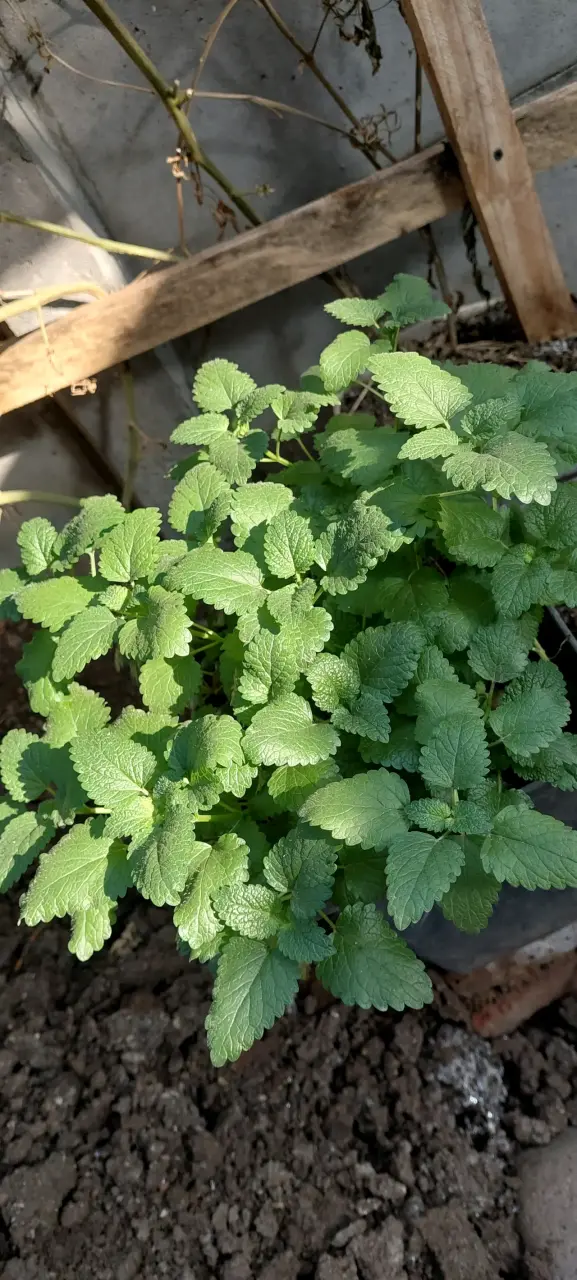 Planta de menta melisa en maceta negra - 2