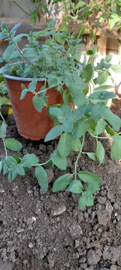 Planta de menta  en maceta - miniatura 1