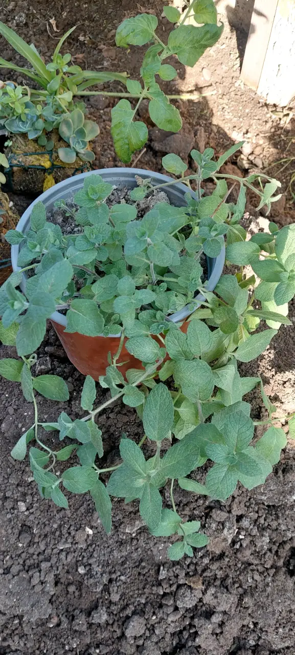 Planta de menta en maceta - 2