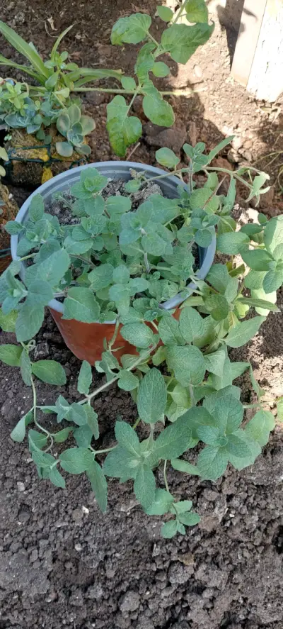 Planta de menta  en maceta - miniatura 2