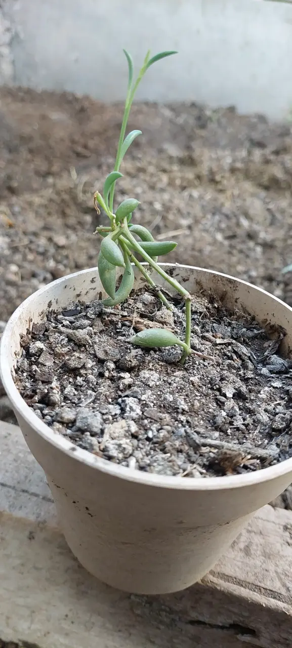 Pequeña planta suculenta en maceta - 1