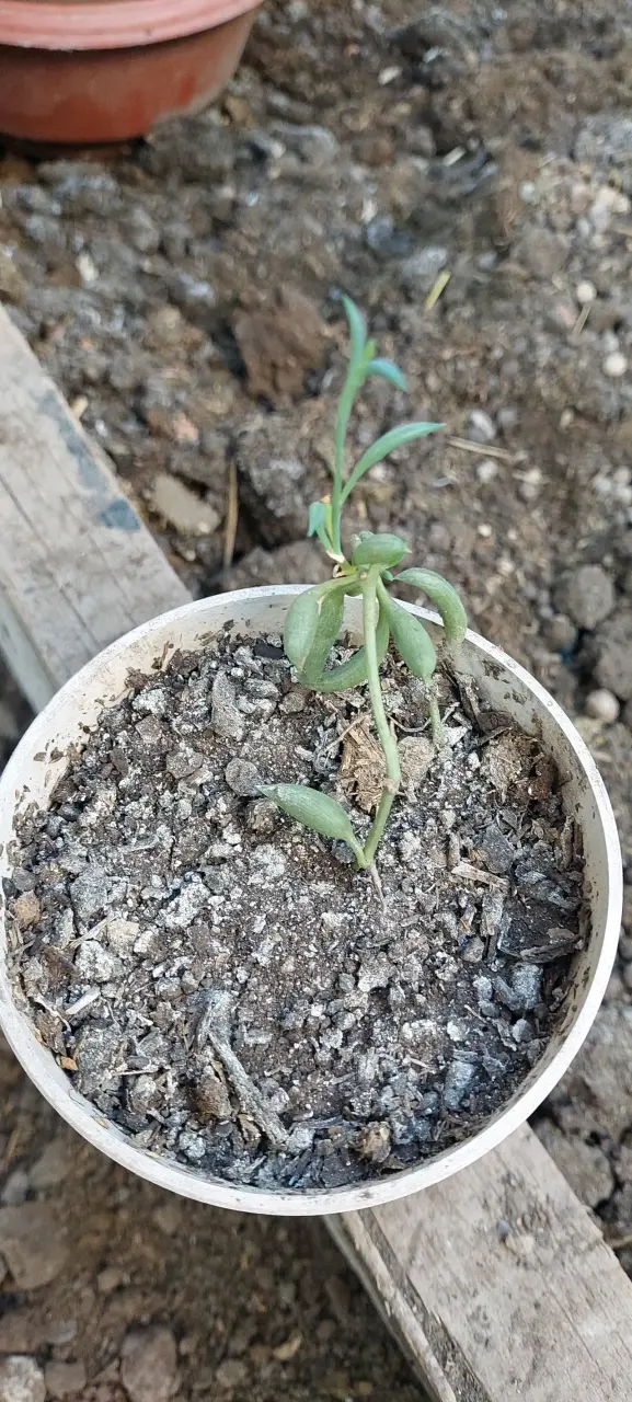 Pequeña planta suculenta en maceta - 2