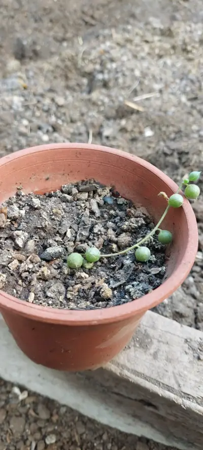 Planta suculenta rosario en maceta - miniatura 1