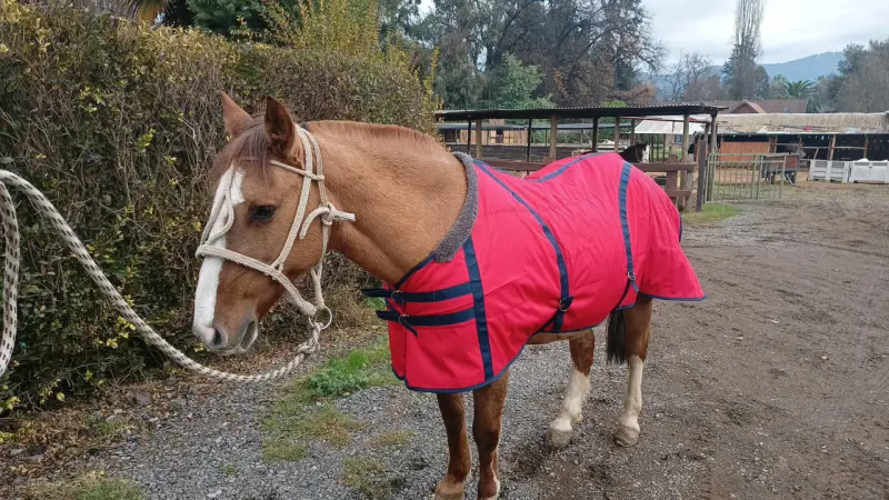 Manta para caballo gris y roja - 4