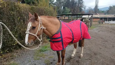 Manta para caballo gris y roja - miniatura 4