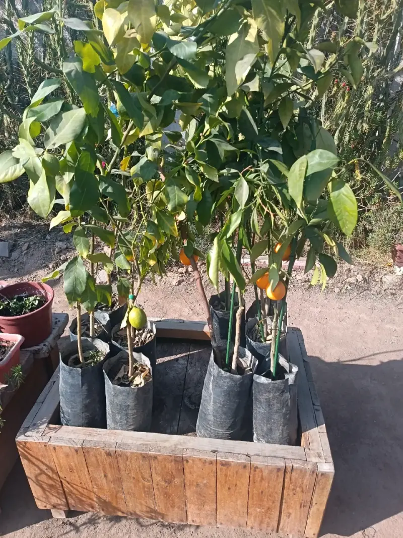 Árboles frutales en bolsa