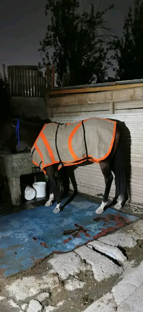 Cobertor para caballo - 1