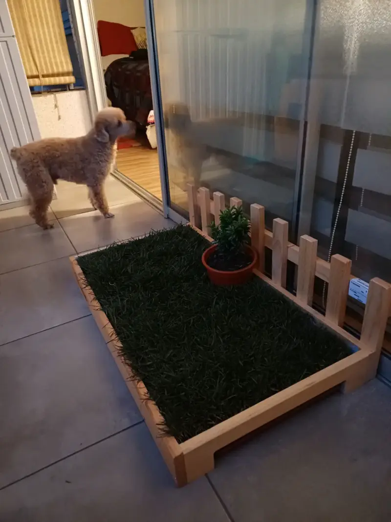 Baño de pasto para perros - 2