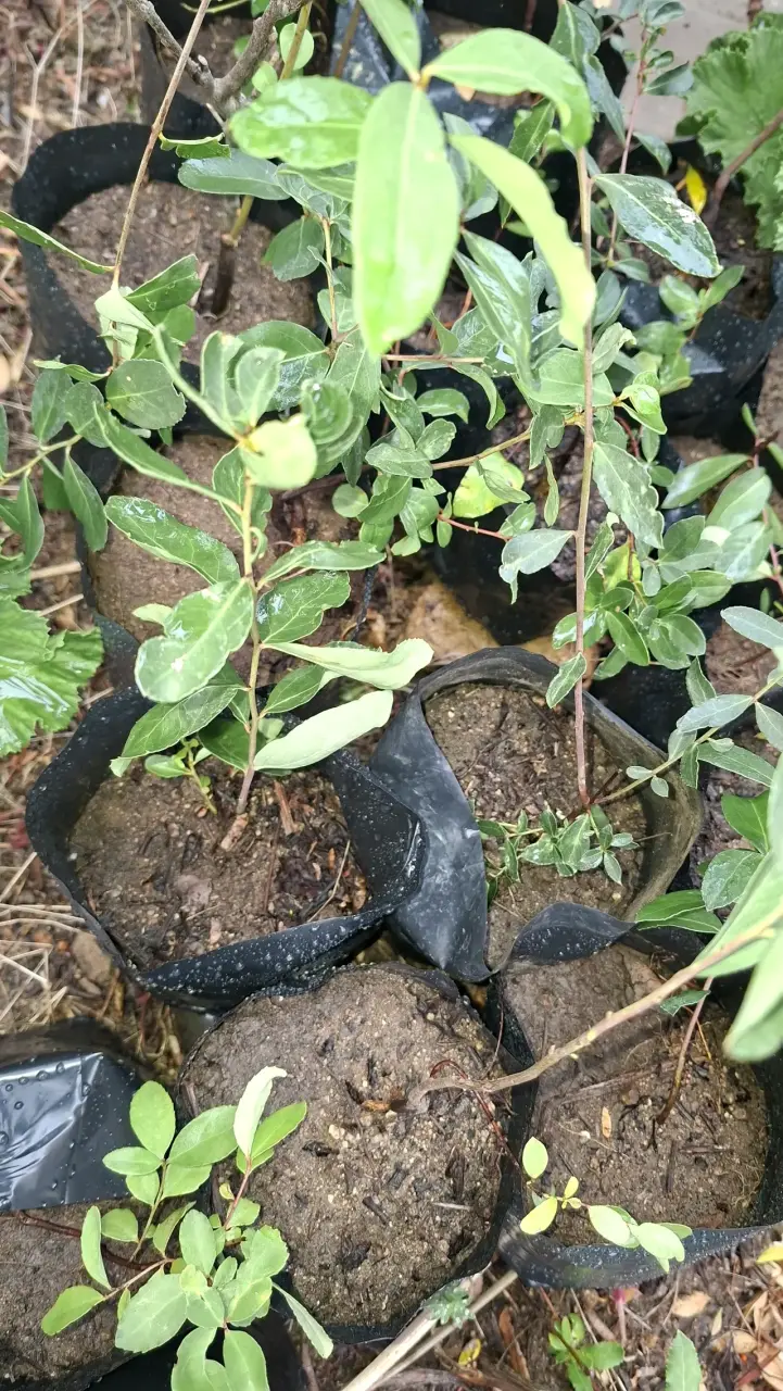 Plantas de Maiten en bolsa (15 cm) - 1
