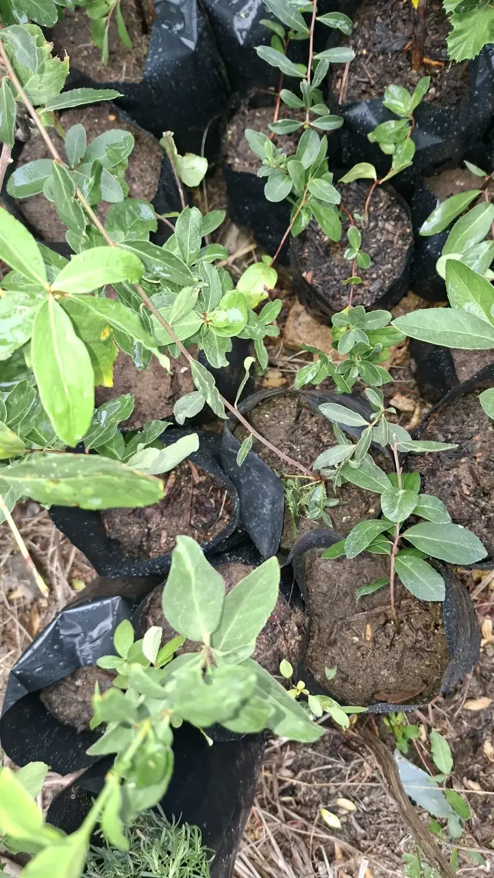 Plantas de Maiten en bolsa (15 cm) - 2