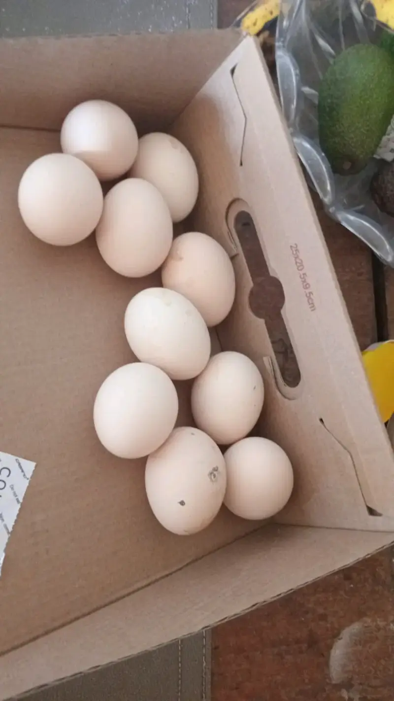 Docena de huevos frescos