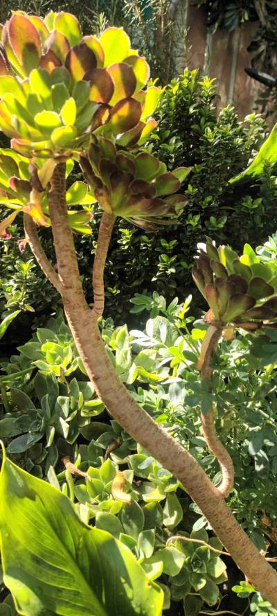 Diversidad de plantas de jardin. - miniatura 1