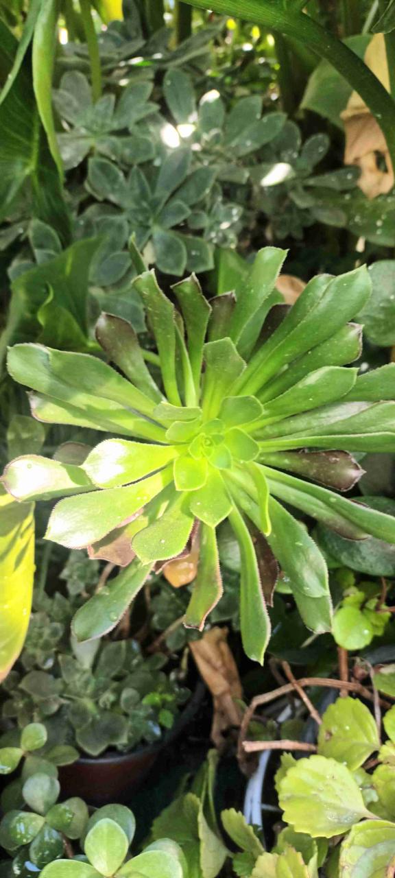 Diversidad de plantas de jardin. - 2