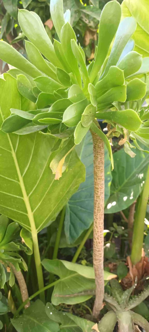 Diversidad de plantas de jardin. - 3