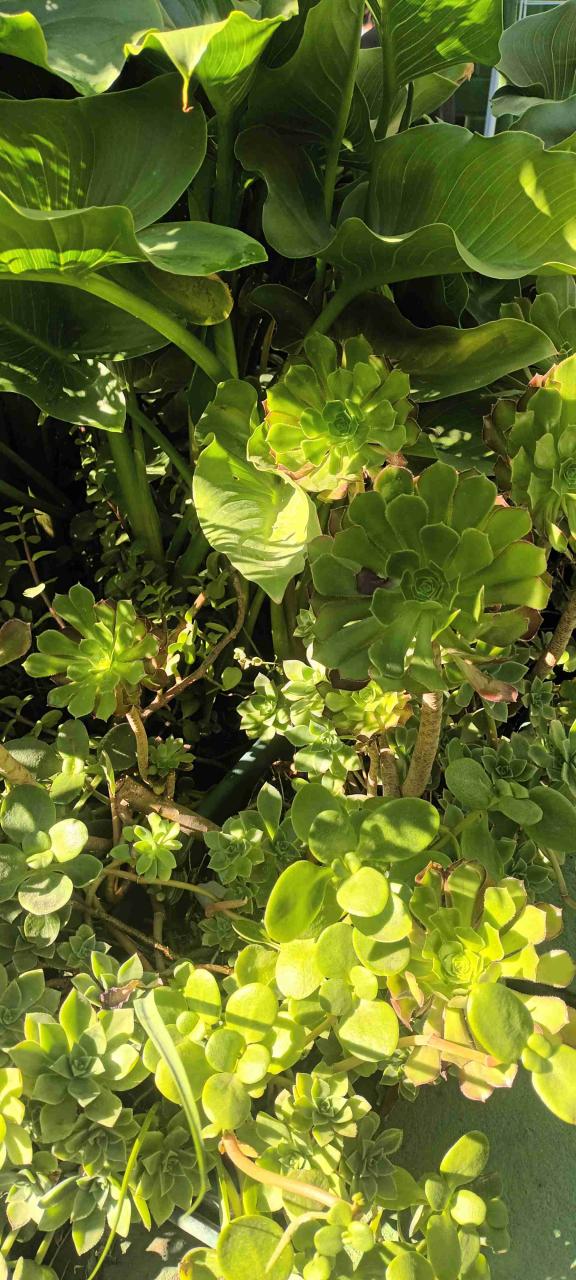 Diversidad de plantas de jardin. - 4