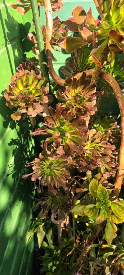 Diversidad de plantas de jardin. - miniatura 5