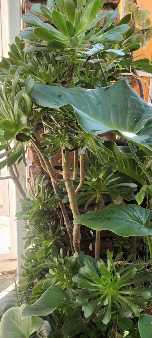 Diversidad de plantas de jardin. - 6