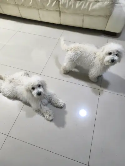 Cachorros poodle - miniatura 1