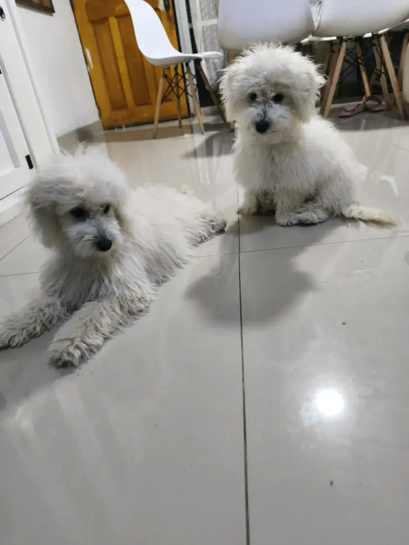 Cachorros poodle - 2