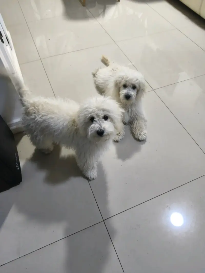 Cachorros poodle - 3