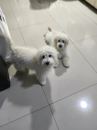 Cachorros poodle - miniatura 3