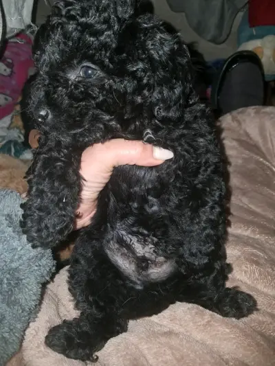 Cachorrito poodle 2 meses 90 - miniatura 1