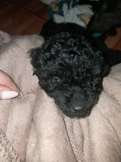 Cachorrito poodle 2 meses 90 - miniatura 2
