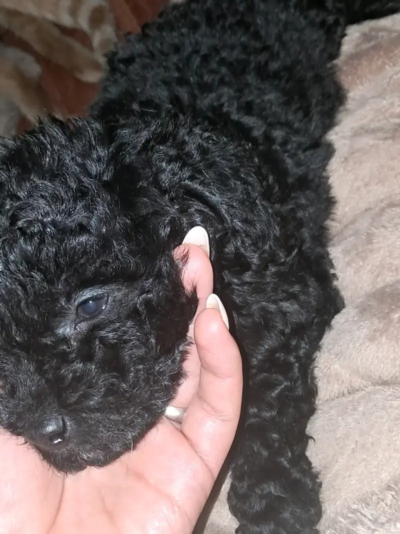 Cachorrito poodle 2 meses 90 - 3