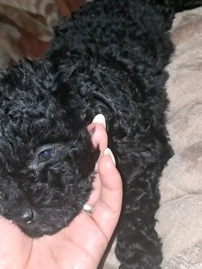 Cachorrito poodle 2 meses 90 - miniatura 3