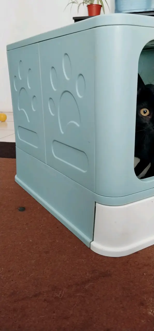 Arenero de gato - 5