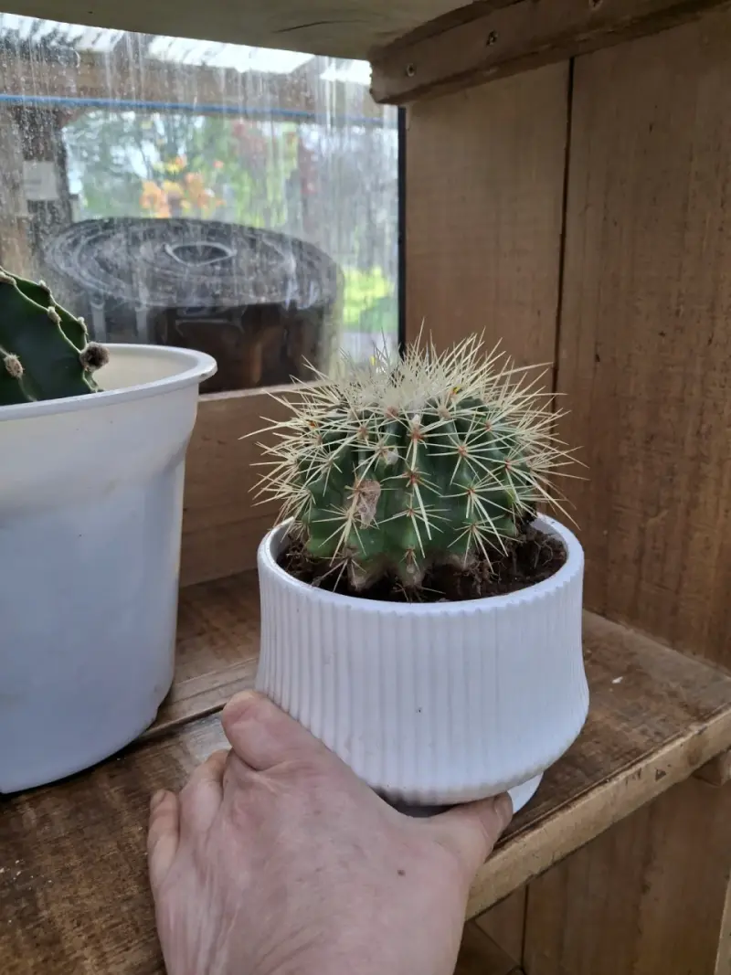 Cactus en maceta blanca
