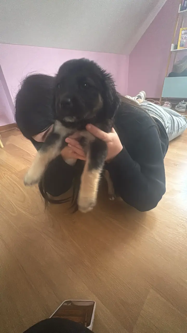 Cuidadora de cachorros