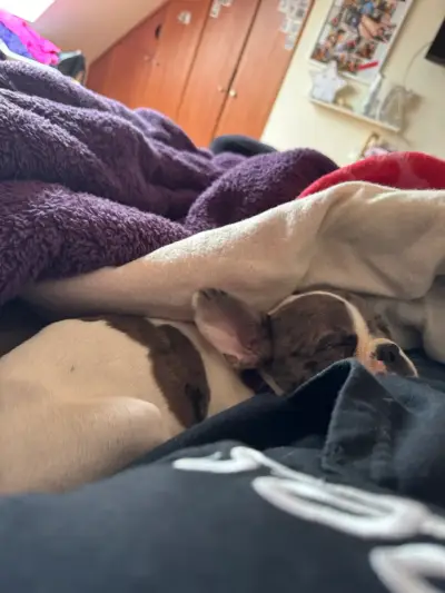 Cuidadora de perros - miniatura 4