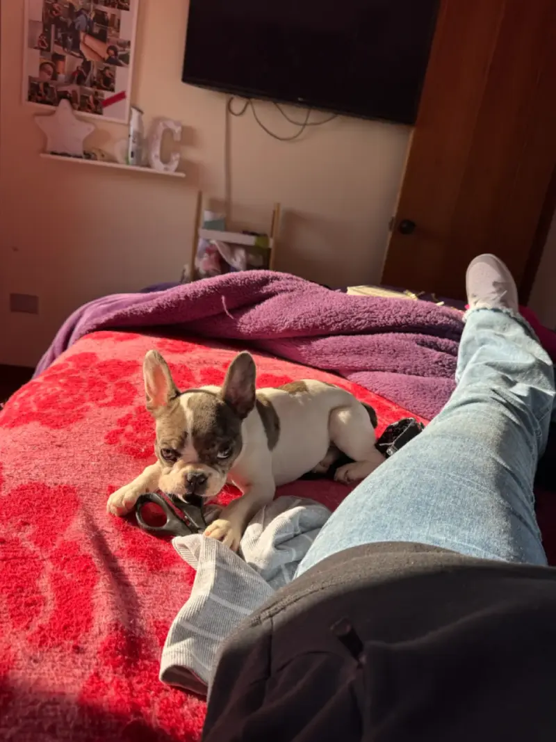 Cuidadora de perros - 5