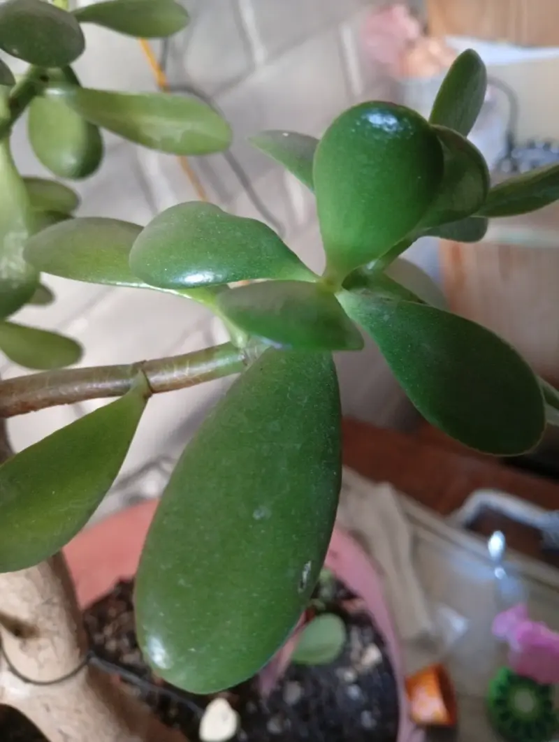 Esqueje de planta de Jade