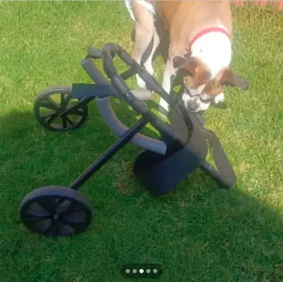 Andador para perro con ruedas - miniatura 1
