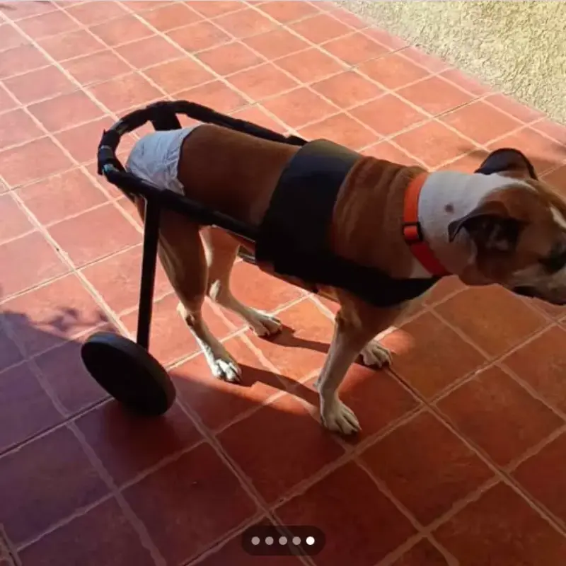 Andador para perro con ruedas - 3