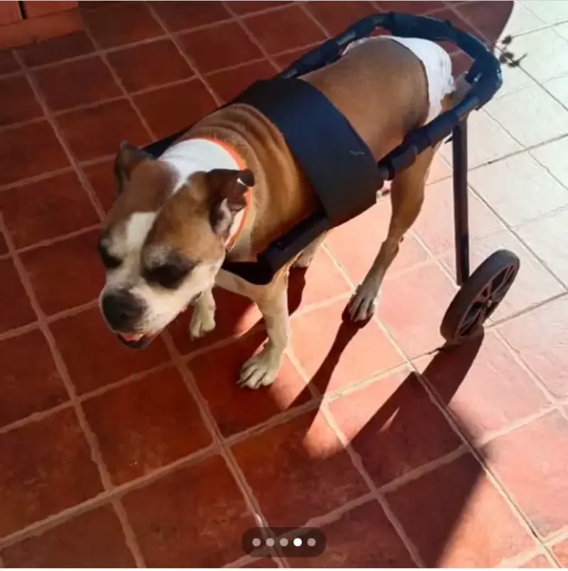 Andador para perro con ruedas - 4