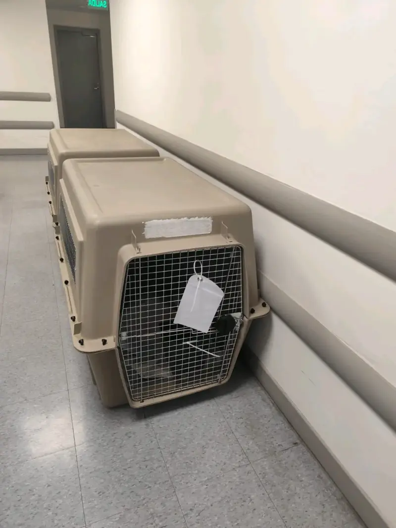 Jaula de transporte para perros