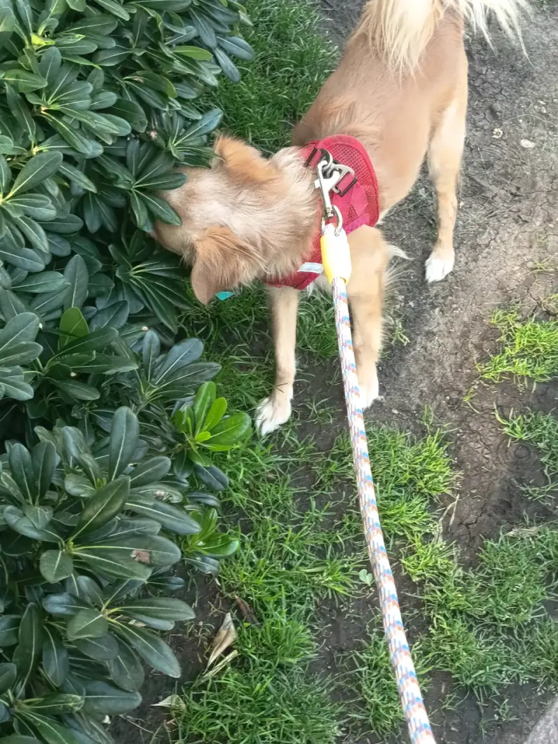 Paseador y Cuidador de mascotas - 2