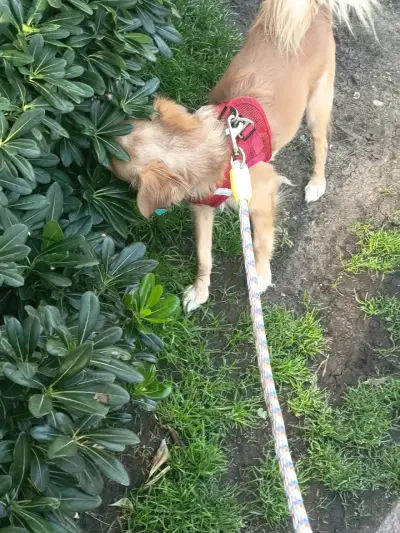 Paseador y Cuidador de mascotas - miniatura 2