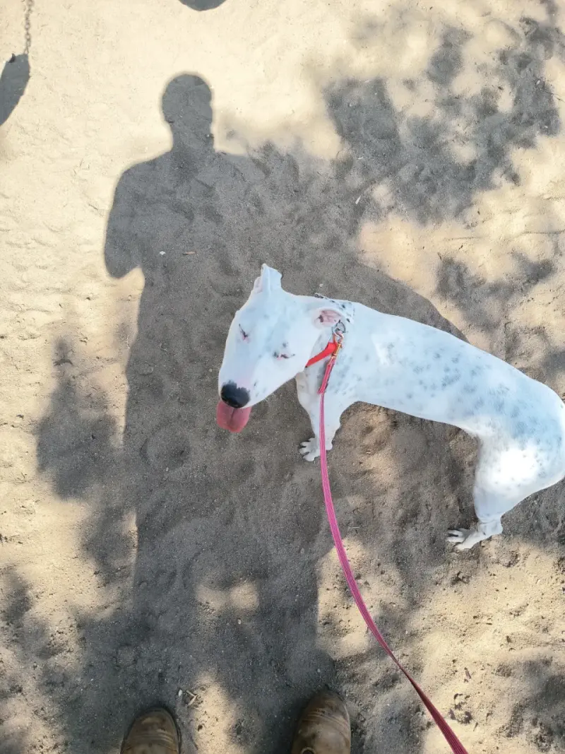 Paseador y Cuidador de mascotas - 3