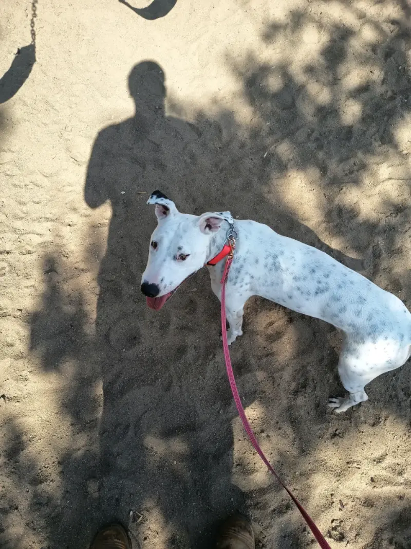 Paseador y Cuidador de mascotas - 4