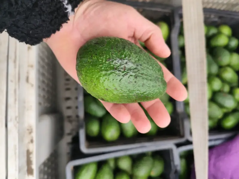 Palta Hass por madurar - 1