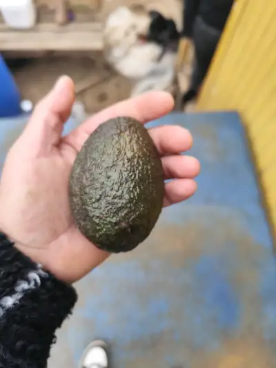 Palta Hass por madurar - miniatura 2