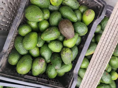 Palta Hass por madurar - miniatura 3