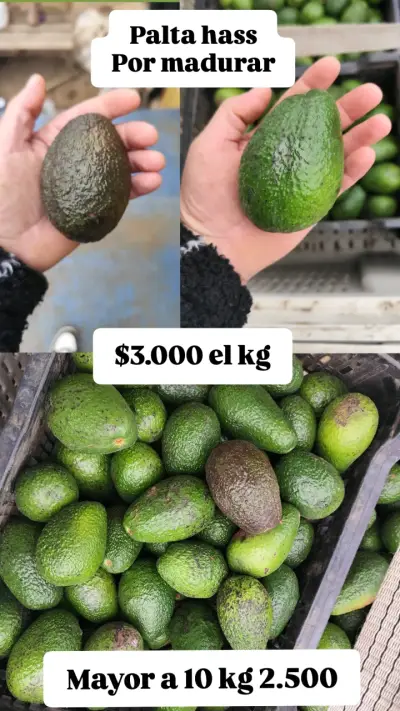 Palta Hass por madurar - miniatura 4